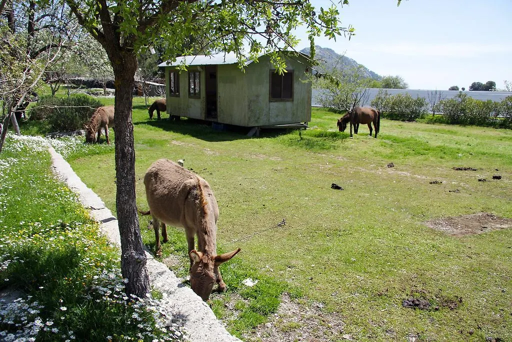 Blacktree Farm And Cottages Fethiye Gospodarstwo wiejskie