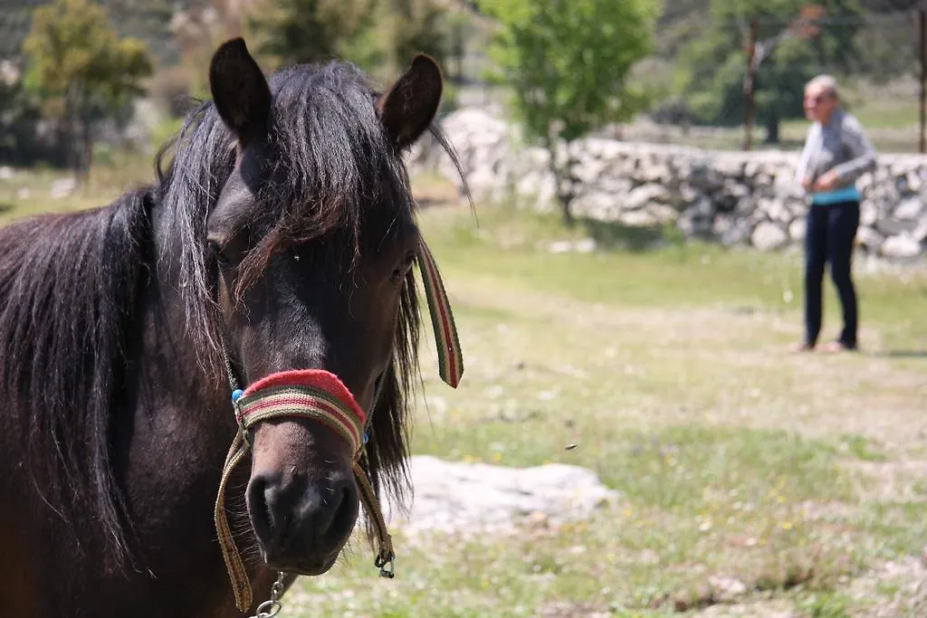 Gospodarstwo wiejskie Blacktree Farm And Cottages Fethiye Turcja